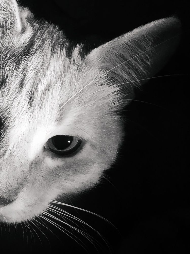 Фотография автора Ольга Пушленкова