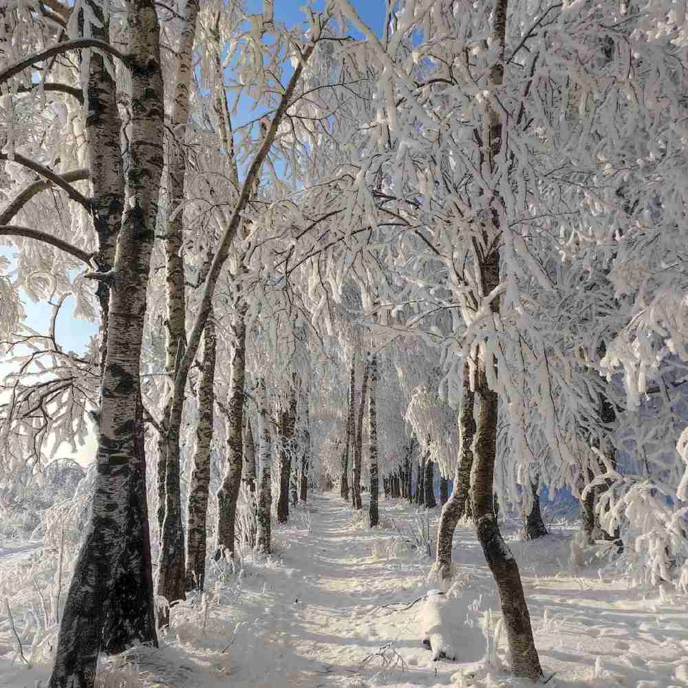 Дорожка к избушке на опушке.