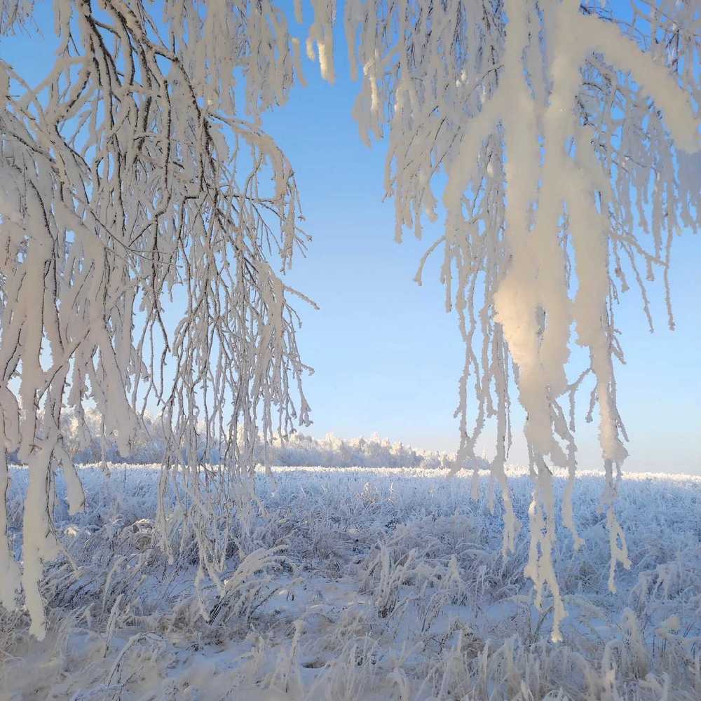 Морозное утро