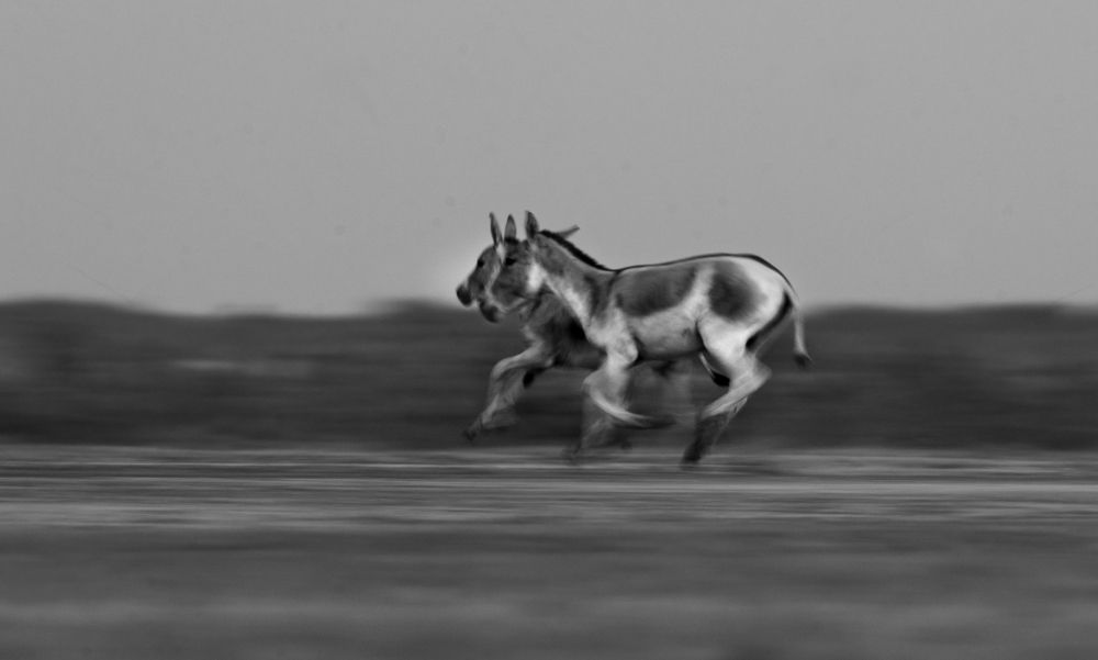 Photograph by Guha Jayanta