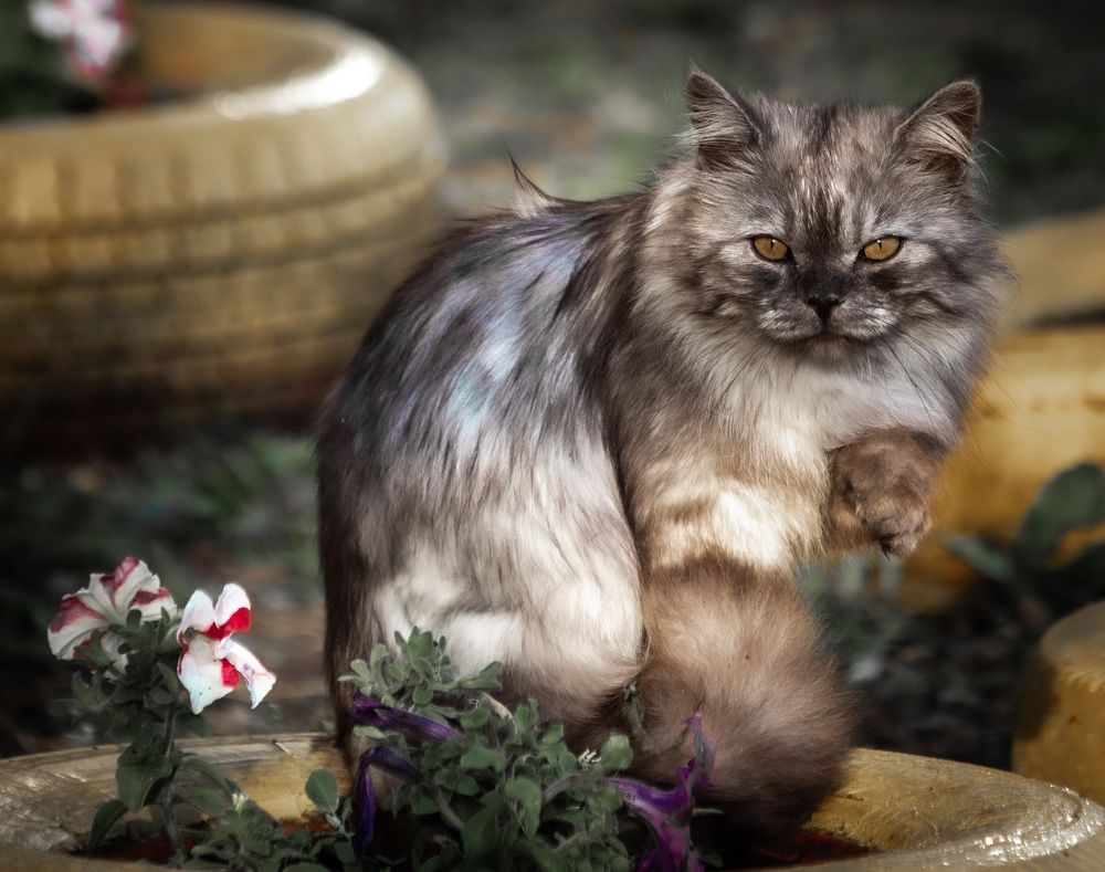 Фотография автора Александр Дюльгер