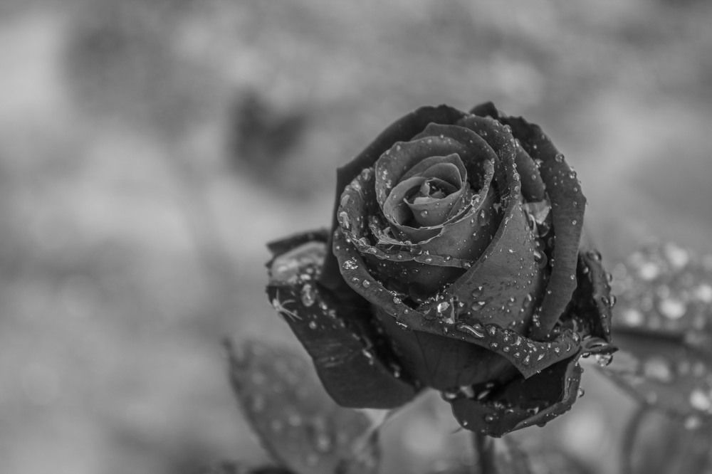 Photograph by iliya levkov