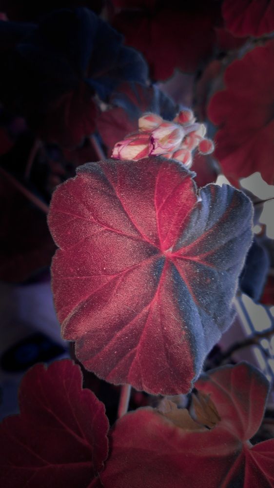 Photograph by Svetlana Victorovna Kibyakova