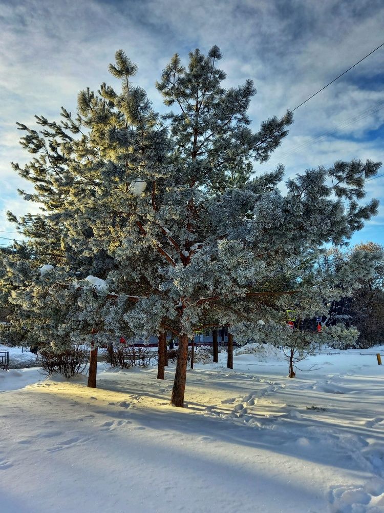Солнечный день