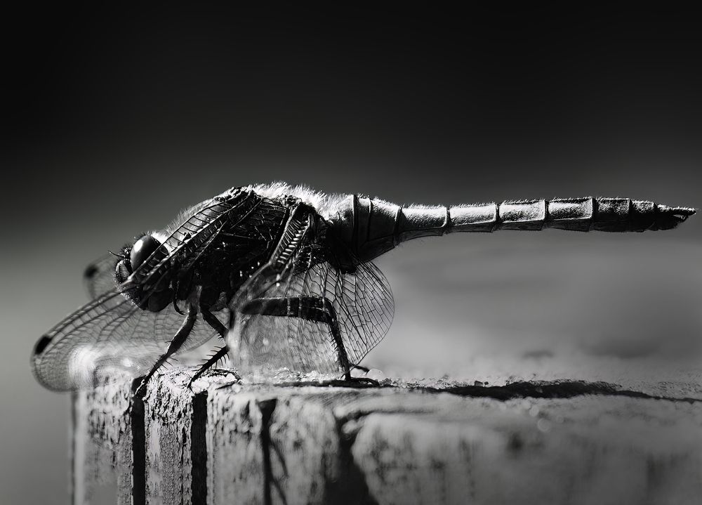 Photograph by Маргарита Смоленская