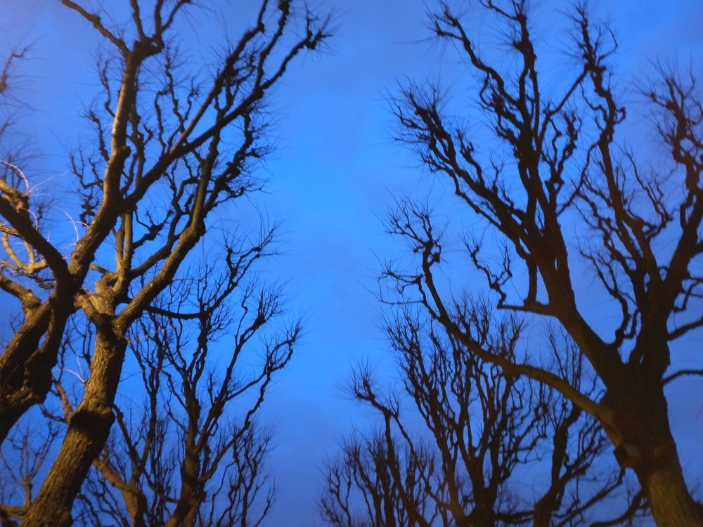 Photo #8729967