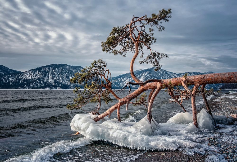 Поклонная сосна...Горный Алтай,Телецкое озеро
