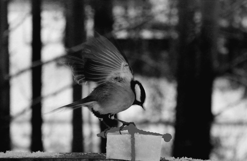 Этот кусочек - просто восторг!