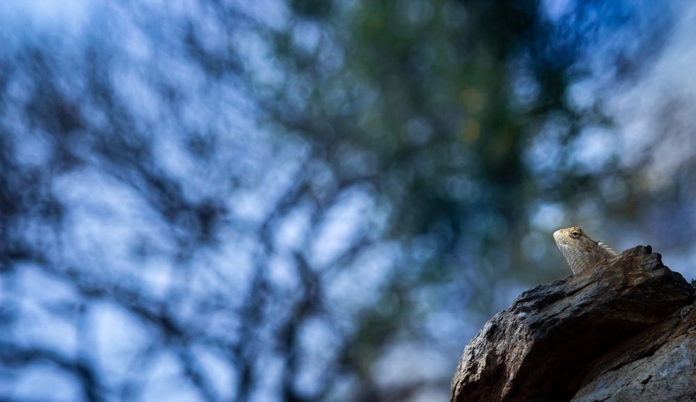 Photograph by Harish Raghavan