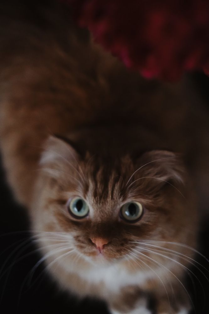 Photograph by Tyshkanchik