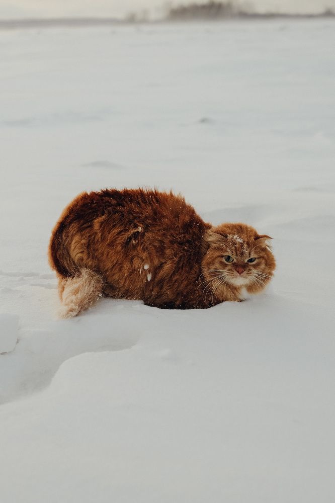 Photograph by Tyshkanchik