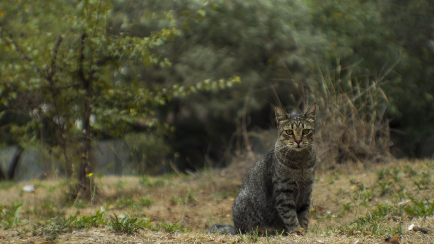 Photo #8730287
