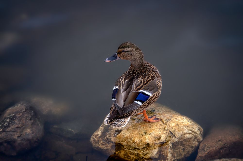 Photograph by Александр Соловьев