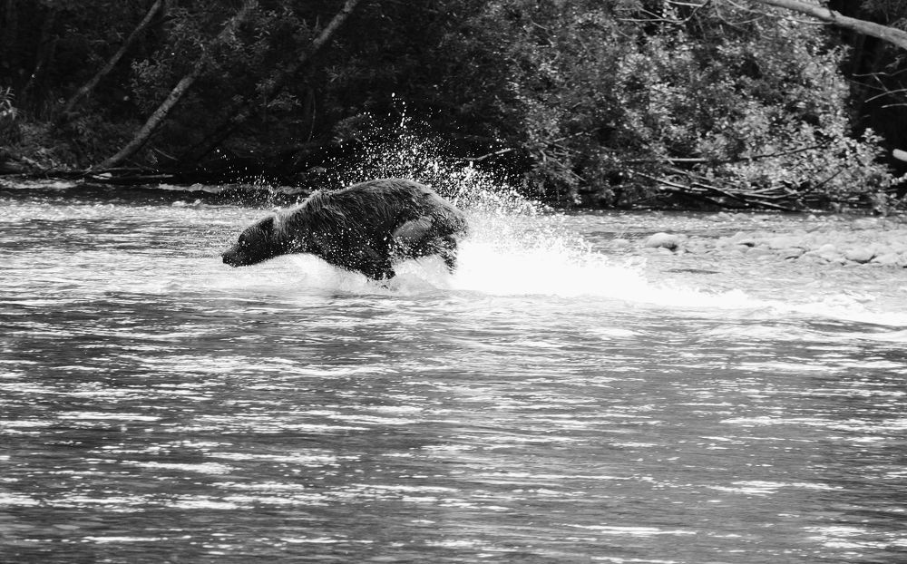 Миша на охоте.