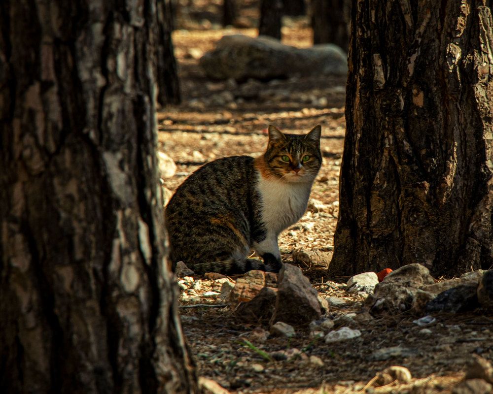 Photograph by iman hafezkhan