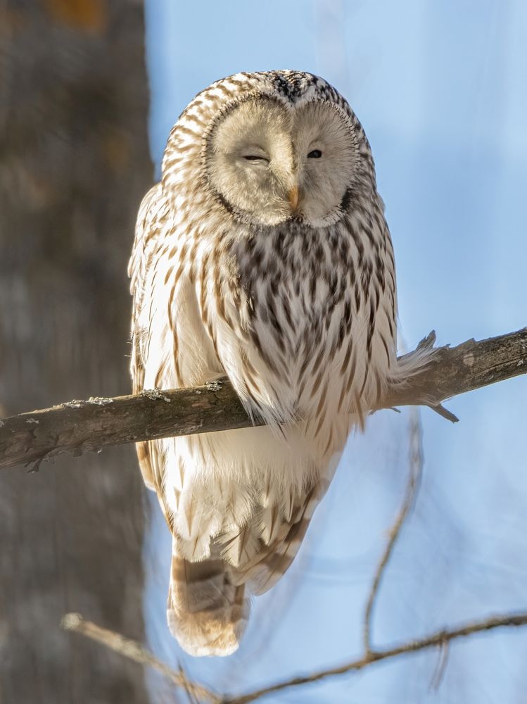 Ural owl welcomes you