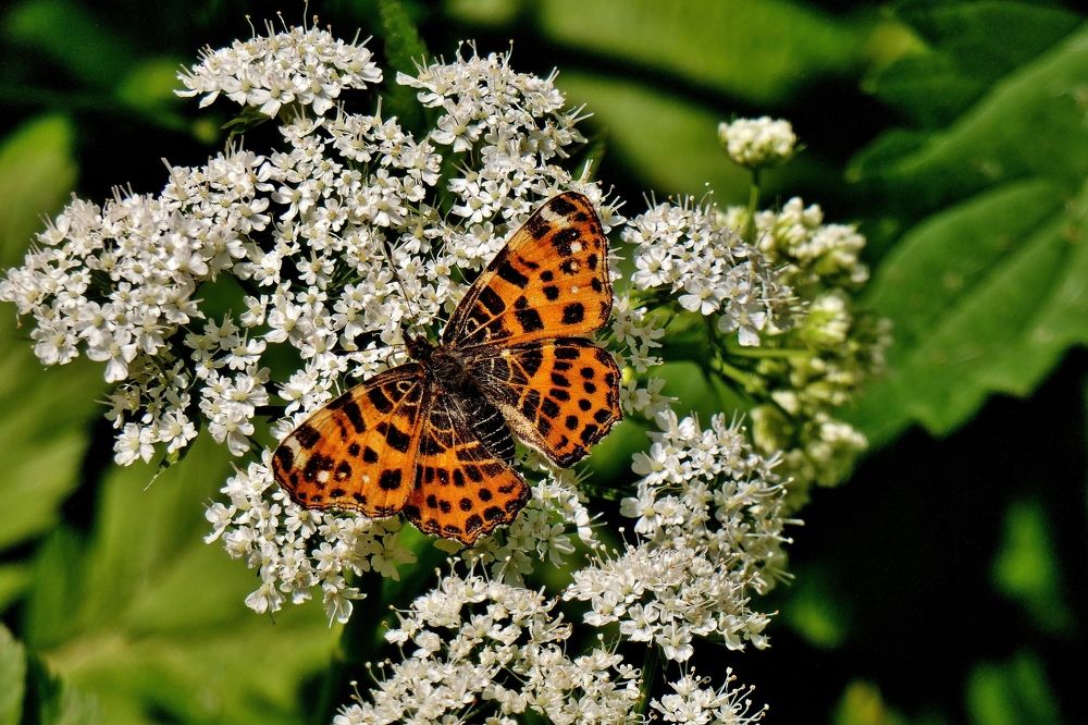 Photograph by backareva irina