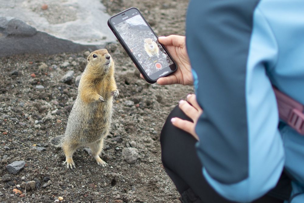 Камчатка, Авачинский вулкан. дикая Евражка
