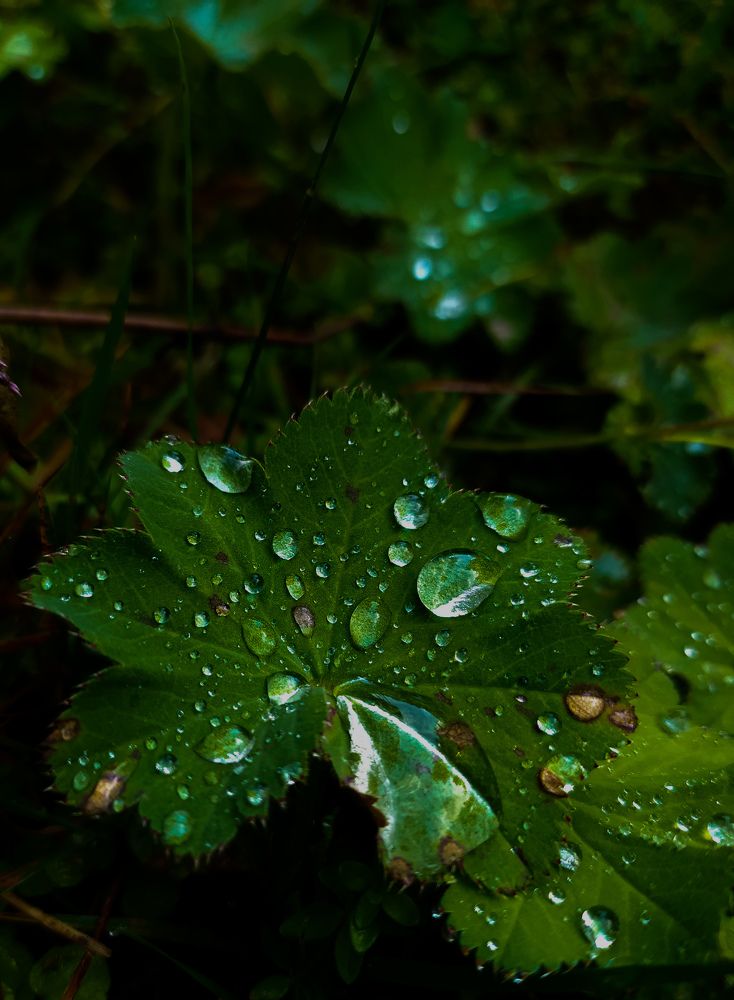 Утренняя роса