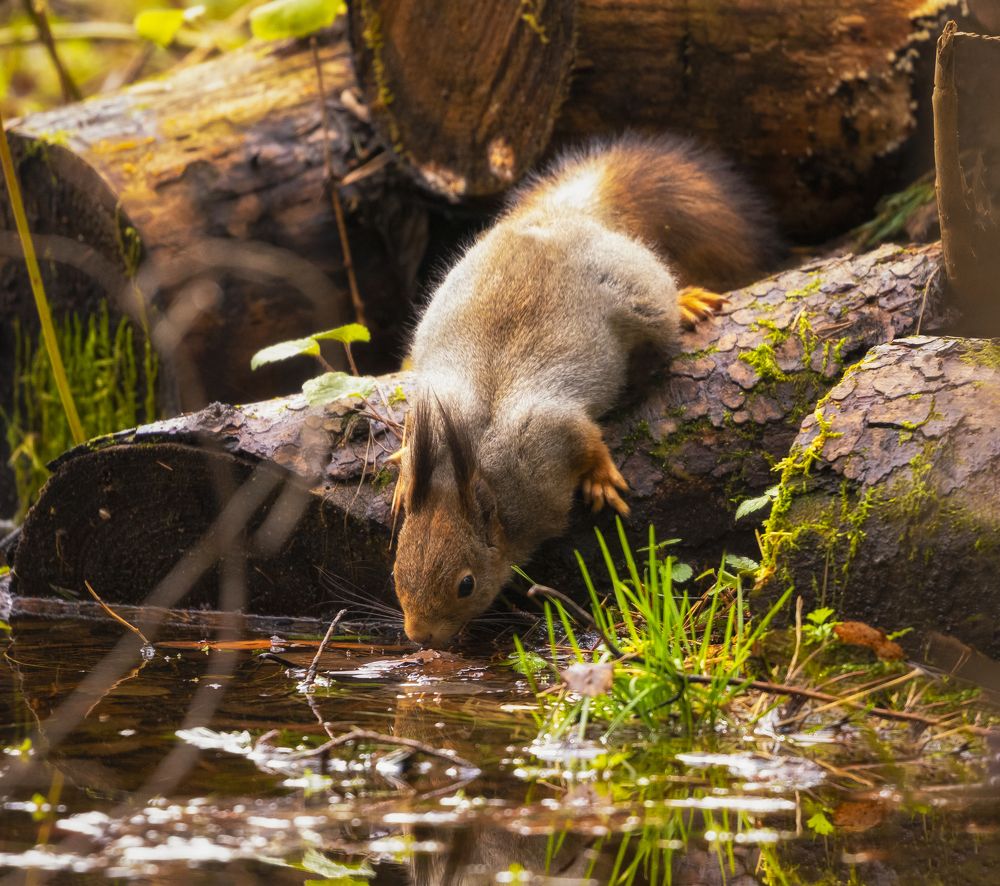 Photograph by Олонцев Андрей