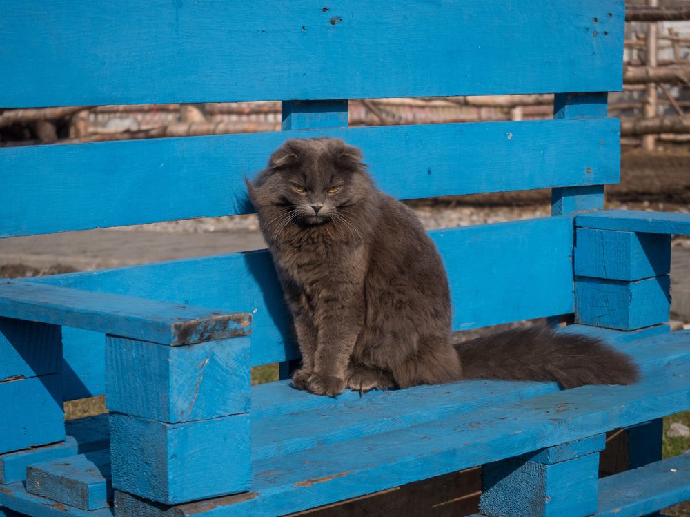 Photograph by Анна Шейко