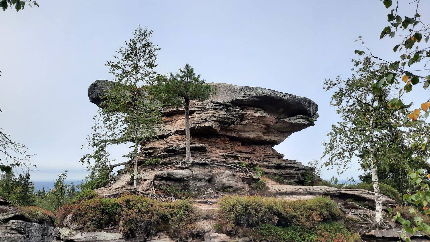 Черепаха