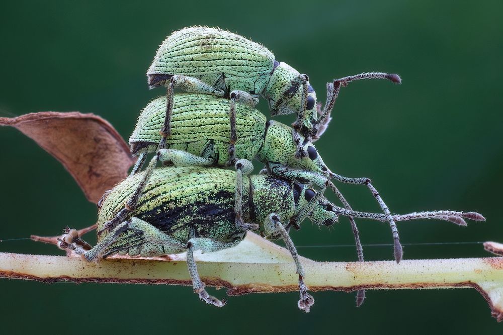 Photograph by Chen-You Li