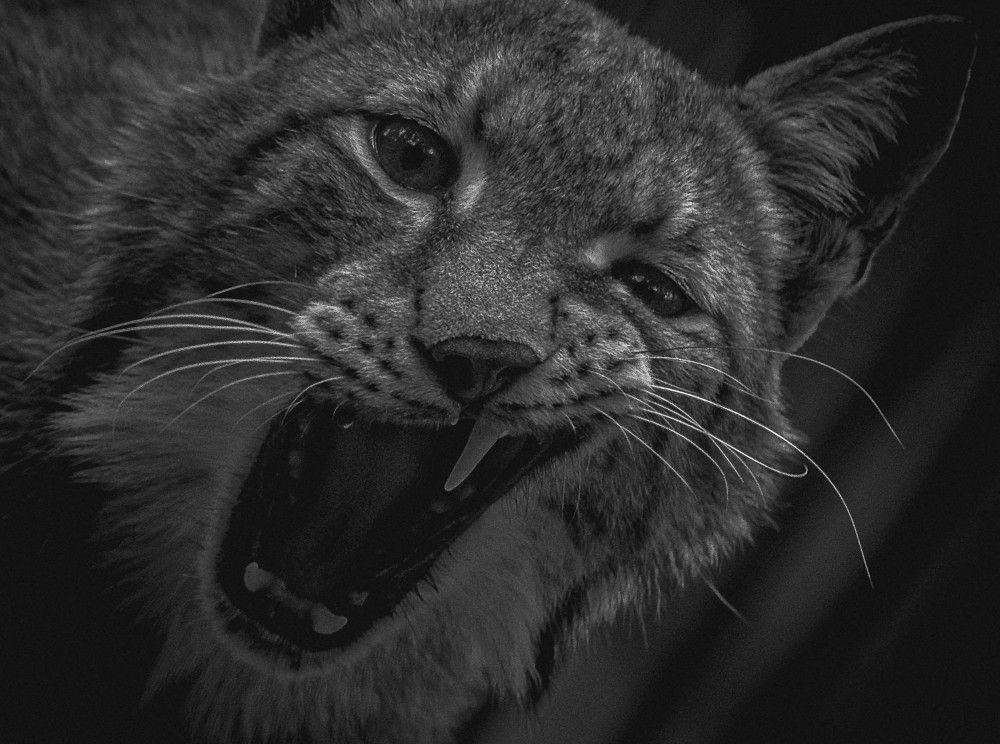 Photograph by Сергей Балашов