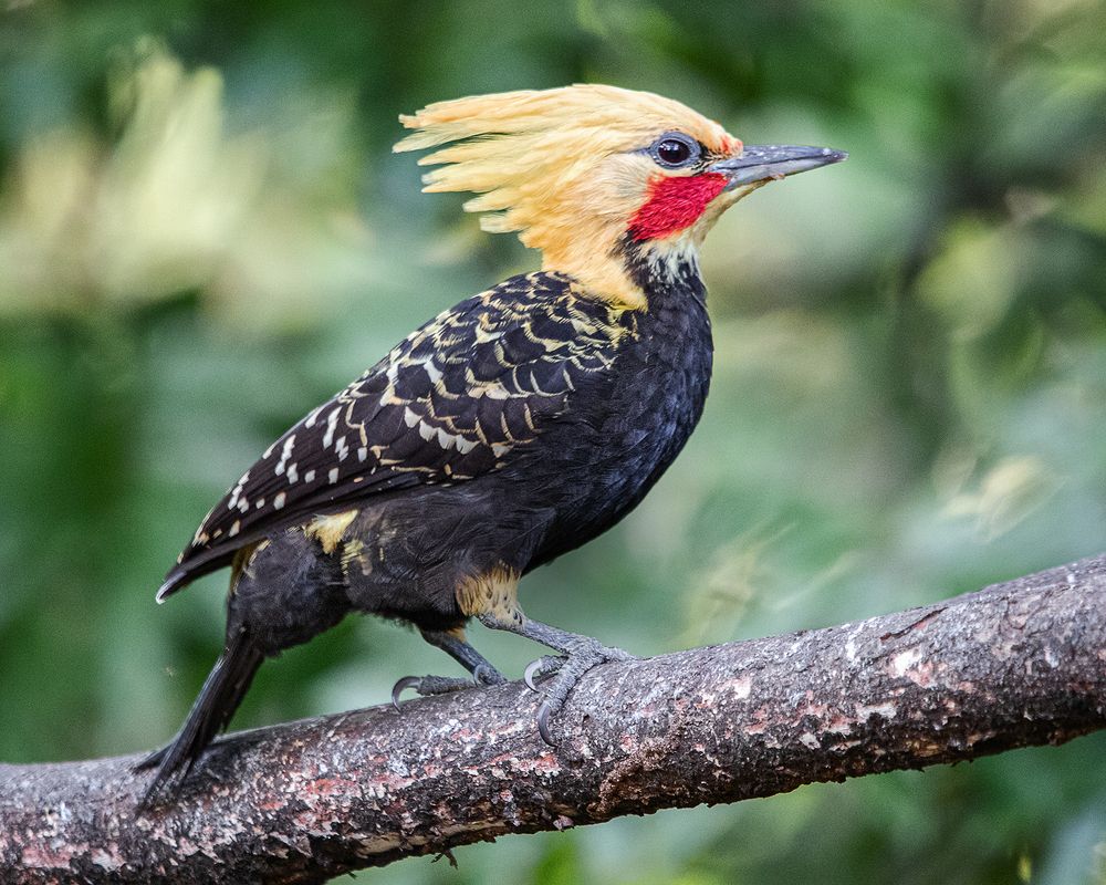 Photograph by Joao R Cortez