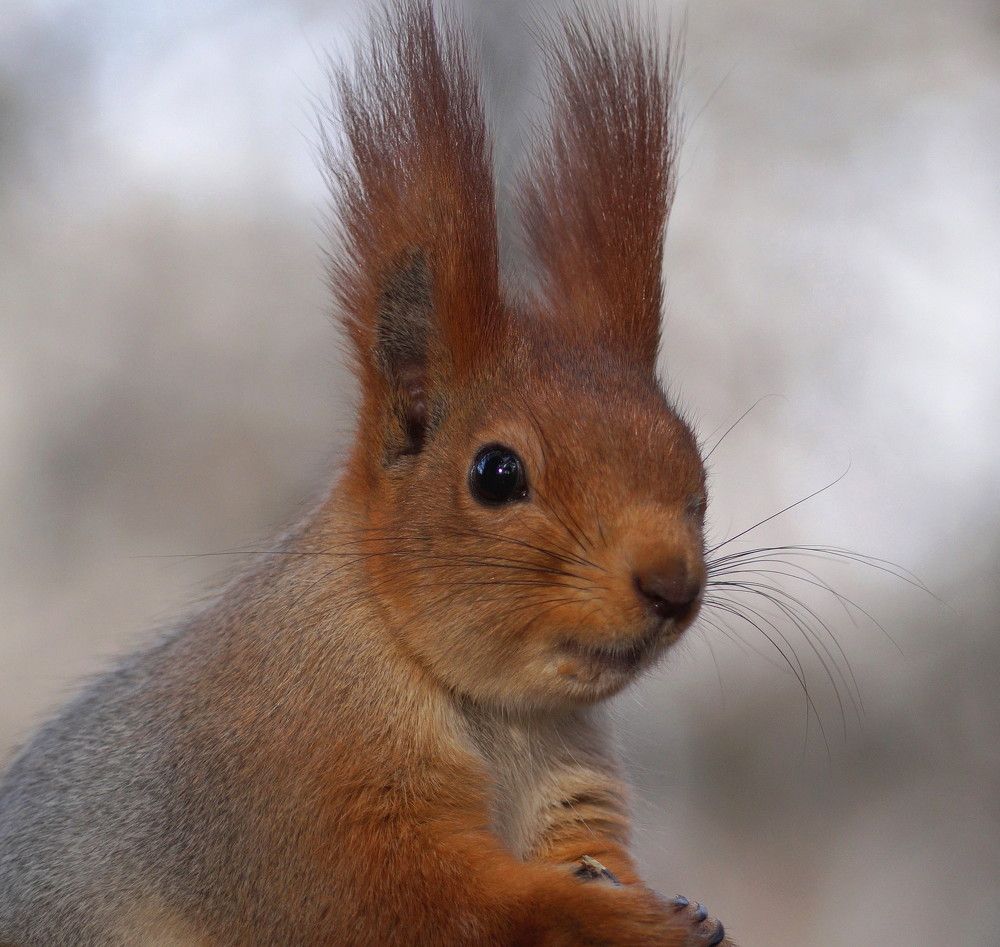 Photograph by Наталья Степаненко