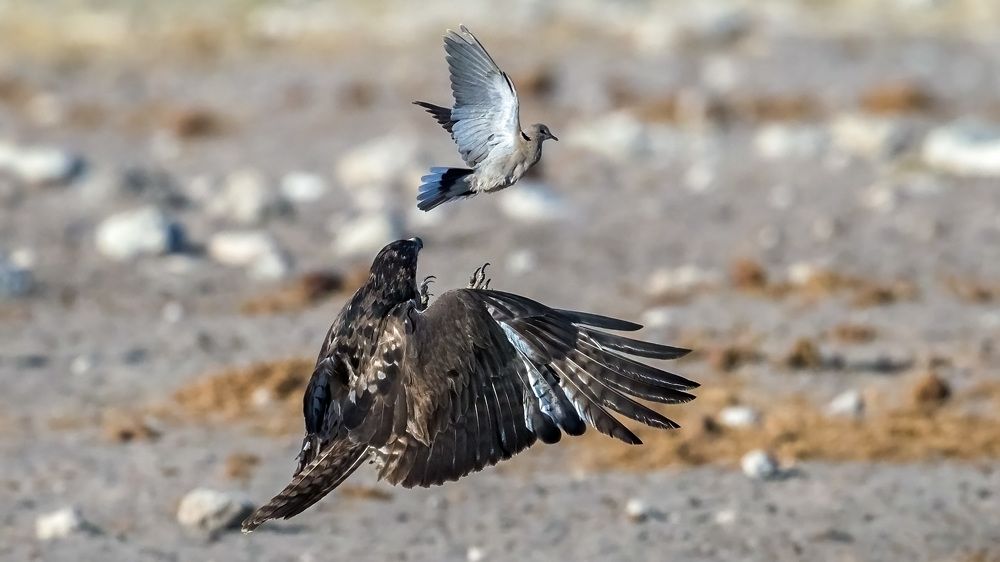 The Strike of an African Hawk Eagle