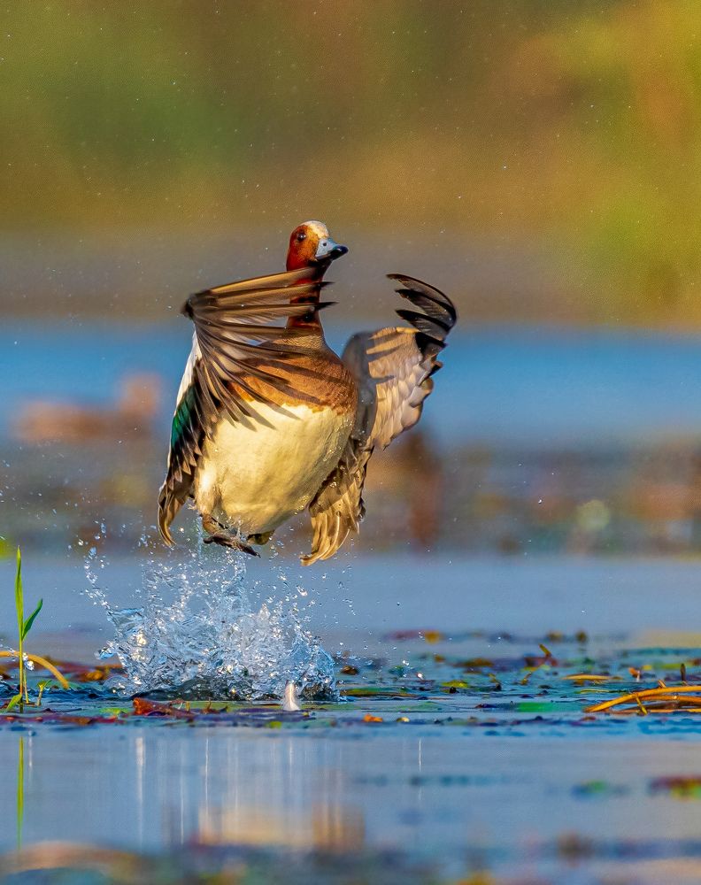 Фотография автора Sandipan Ghosh