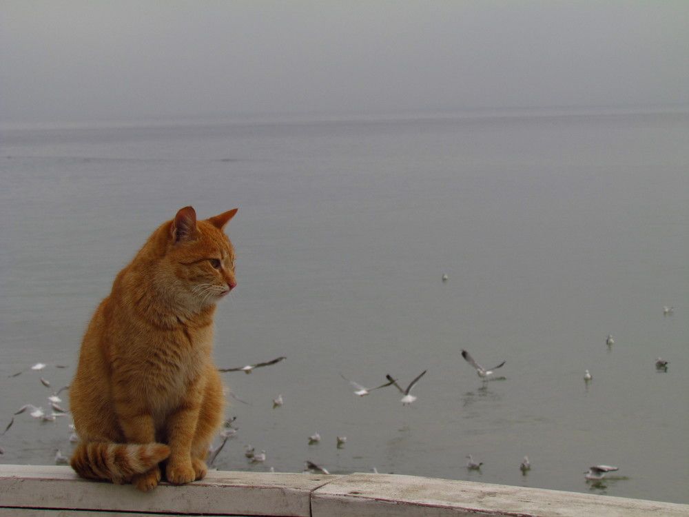 Фотография автора Александр Довганюк