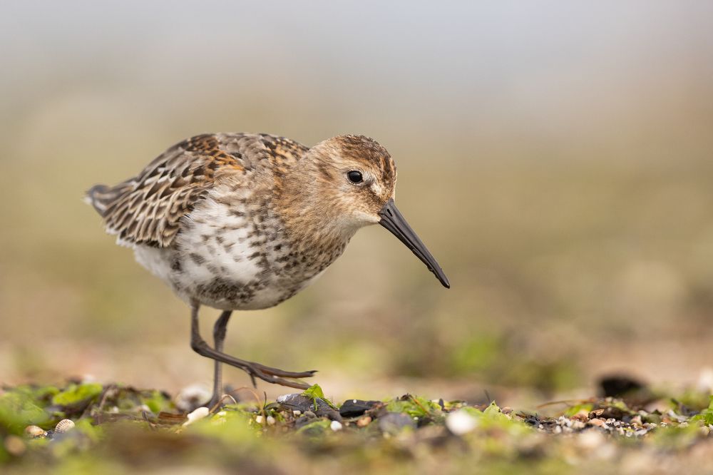 Photograph by Radosław Makowczyński