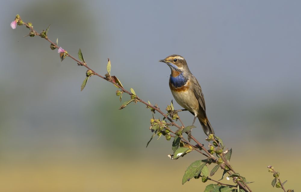 Beauty of Grasslands.