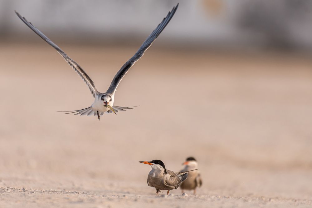 Photograph by Sunil Dhar