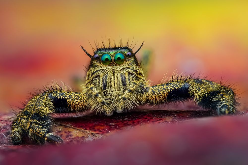 Portrait young Hyllus Vietnam