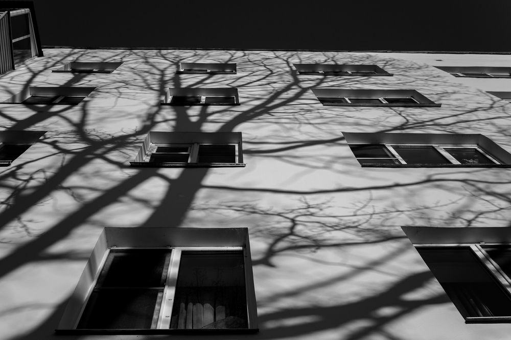 Весна - 2022, когда деревья стали похожи на людей