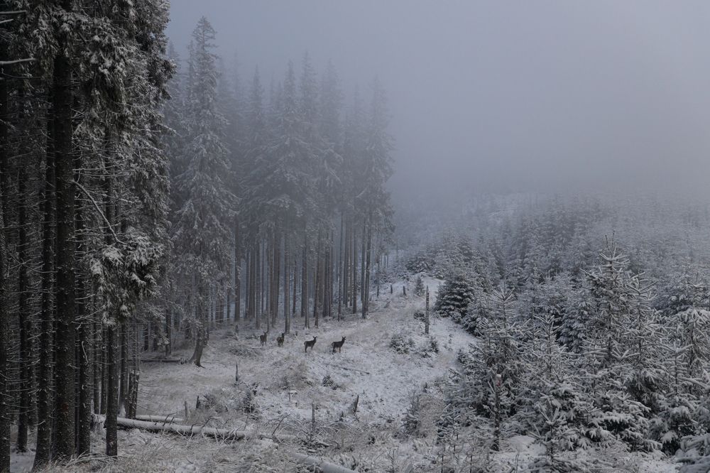 Photograph by DANUT MOCREI