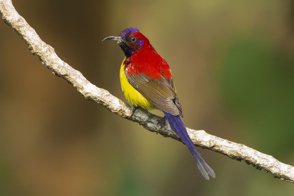 Photograph by Mayukh Deb