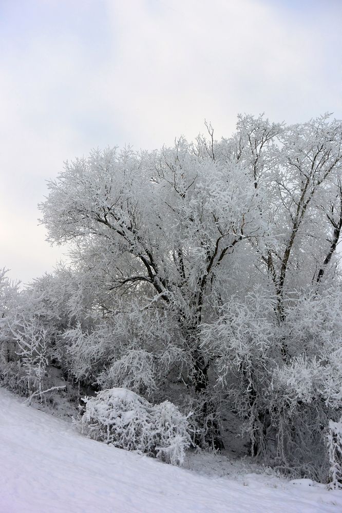 Под белым снегом