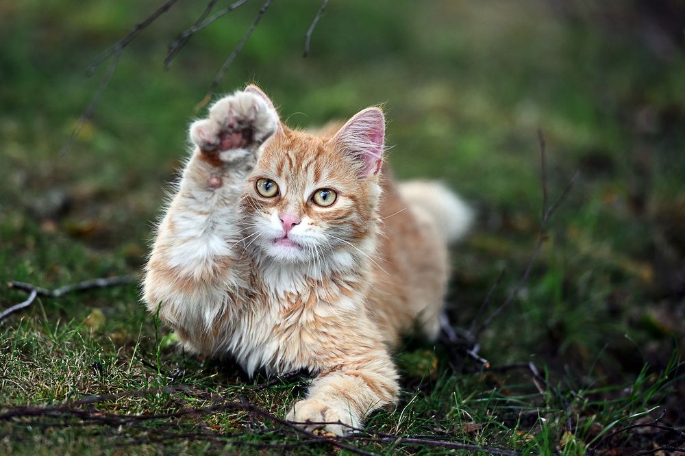 Photograph by Sébastien Wautié