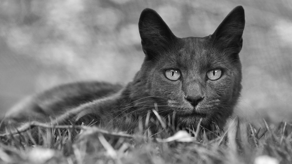 Photograph by Sébastien Wautié