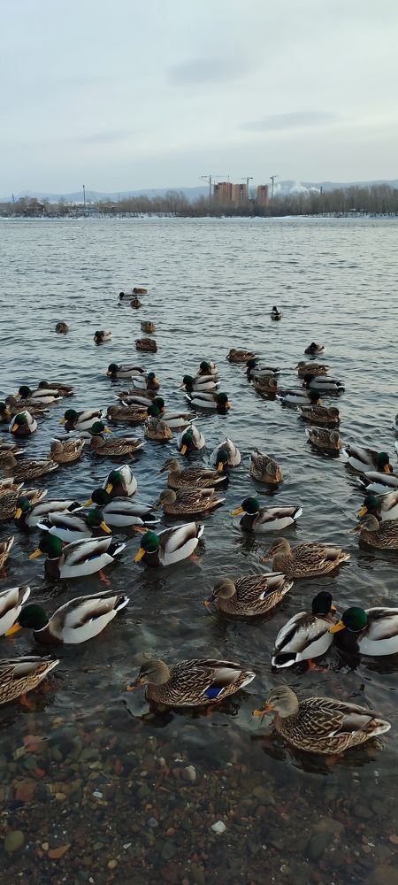 Photograph by Людмила Воропаева