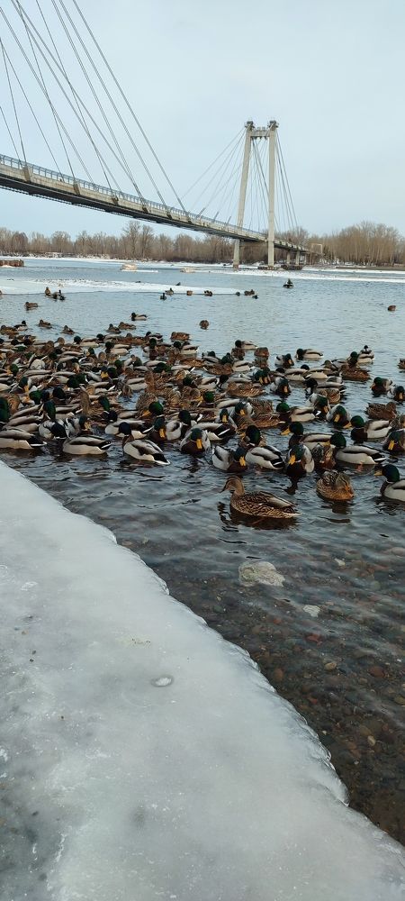 Photograph by Людмила Воропаева