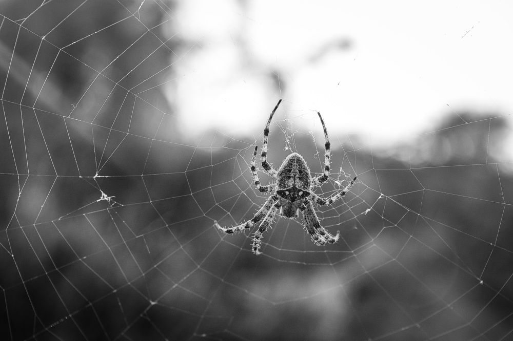 Фотография автора Mahmuod Ahmed