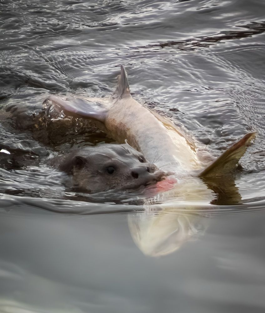 Фотография автора Michael Gault