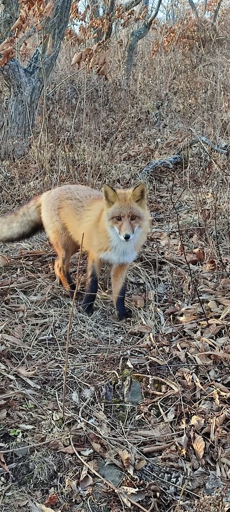 Photograph by Людмила Воропаева