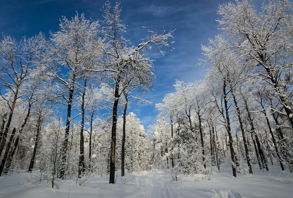 Фотография автора Михаил Кузнецов