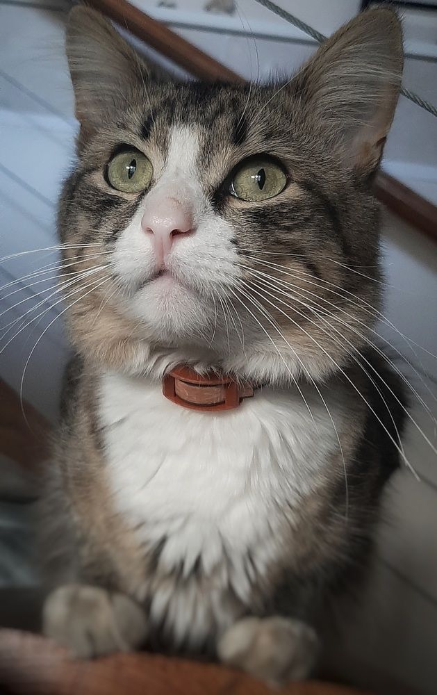 Василий Второй